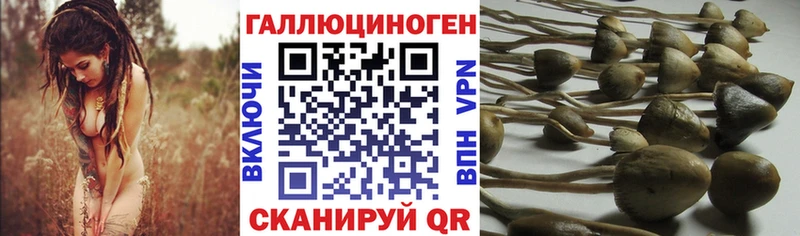 продажа наркотиков Бикин Галлюциногенные грибы MAGIC MUSHROOMS
